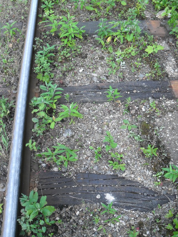 SDC11624.JPG